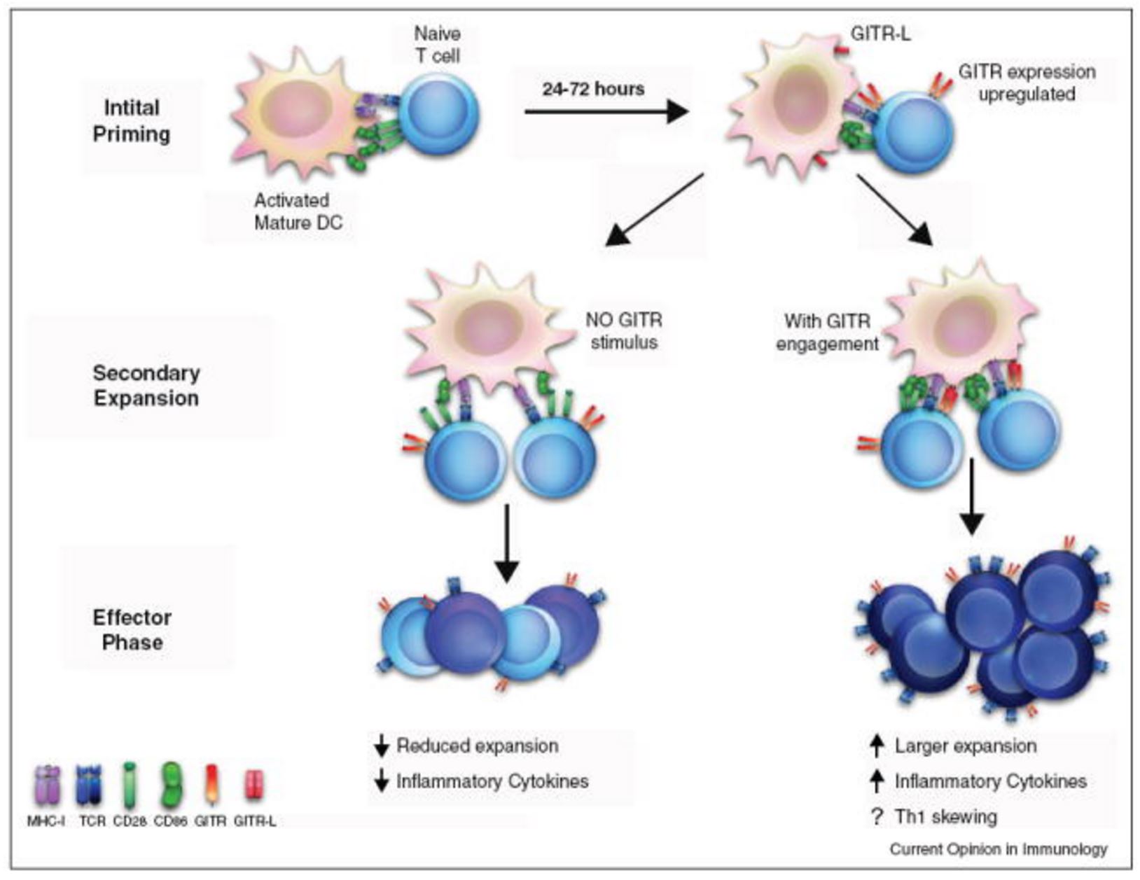 Model of GITR function during an immune response. During the initial phase of priming, naïve T cells are activated by interactions between the TCR and MHC molecules, receiving co-stimulation through CD28 binding to either CD80 or CD86. After passing this checkpoint, activated T cells enter secondary rounds of priming and expansion, upregulating GITR 24–72 h after this initial activation. If GITR-L is expressed by DCs, it alters both the quality and the quantity of the ensuing immune response. The net result of which is enhanced inflammatory response, with increased persistence of the antigen-specific T cells. http://www.ncbi.nlm.nih.gov/pmc/articles/PMC3413251/
