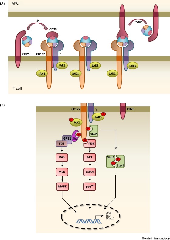 Figure 2. IL-2 Receptor (IL-2R) Binding and Signaling. Cartoon of IL-2 interacting with its receptor subunits, including IL-2Rα (CD25), IL-2Rβ (CD122), and the common γ-chain (γc, CD132), as well as signaling pathways following the interaction of IL-2 with various IL-2R subunits. Binding of IL-2 to CD122 and γc causes heterodimerization of the cytoplasmic tails of these receptor subunits and activation of Janus kinase 1 (JAK1) and JAK3 (associated with CD122 and γc, respectively) [18]. Activated JAK1 and JAK3 exert kinase activity on key tyrosine (Y) residues of CD122, which subsequently allows recruitment of the adaptor protein SHC and of STAT1, STAT3, and STAT5 (including STAT5A and STAT5B). Phosphorylated STAT5A and STAT5B then oligomerize forming STAT5 dimers and tetramers before undergoing nuclear translocation, where they bind to key target genes responsible for cell activation, differentiation, and proliferation. SHC in turn serves as a platform for activating the Ras–Raf–MEK–ERK mitogen-activated protein kinase (MAPK) pathway. Additionally, IL-2R triggering activates the phosphoinositide 3-kinase (PI3K)–AKT–mammalian target of rapamycin (mTOR)–p70 S6 kinase pathway. http://www.cell.com/trends/immunology/fulltext/S1471-4906(15)00248-3