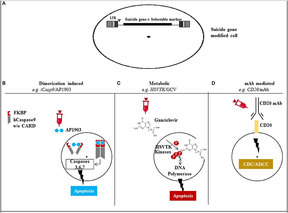 Figure 2. Mechanism of action of the different suicide gene technologies. (A) Suicide gene modification of cells of interest to allow conditional elimination in case of serious adverse events. Surface marker suicide genes, e.g., CD20, can also function as a selectable marker. (B) Dimerization induced e.g., iCasp9 protein with FKBP12-F36V binding domain joined to human caspase-9. Administration of AP1903 leads to dimerization of iCasp9 activating the intrinsic mitochondrial apoptotic pathway. (C) Metabolic, e.g., HSV/TK leads to phosphorylation of ganciclovir, and its triphosphate form (phosphorylated also through cellular kinases) incorporates into DNA with chain termination. (D) Monoclonal antibody (mAb) mediated, e.g., CD20 overexpression allows elimination after exposure to CD20 mAb through complement/antibody dependent cellular cytotoxicity (CDC/ADCC). LTR: long terminal repeat, psi: retroviral packaging element, iCasp9: inducible Caspase9, CARD: Caspase recruitment domain, HSVTK: herpes simplex virus thymidine kinase, GCV: ganciclovir, mAb: monoclonal antibody. http://journal.frontiersin.org/article/10.3389/fphar.2014.00254/full