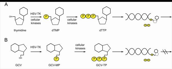 Figure 3. HSV-TK can phosphorylate thymidine and nucleotide analogs. (A) Thymidine is phosphorylated by cellular kinases or HSV-TK to thymidine-mono-phosphate (dTMP) and further to thymidine-tri-phosphate (dTTP) which can be incorporated into a replicating DNA strand. To the free OH- group, further nucleotides can be attached. (B) HSV-TK also phosphorylates nucleotide analogs like GCV, which in their tri-phosphorylated form are integrated in the newly synthesized DNA. As no further nucleotides can be attached to GCV, the replication process is discontinued. http://edoc.hu-berlin.de/dissertationen/kieback-elisa-2008-10-20/HTML/chapter1.html