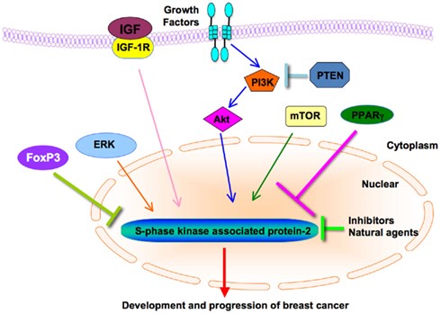 Figure 5. Diagram of Skp2’s cross-talks with other major signaling pathways in breast cancer. PI3K/Akt, mTOR, PPARγ, ERK, FoxP3, and IGF regulate the expression of Skp2 in the breast cancer. Chemical compounds including Skp2 inhibitors and natural agents inhibit cell growth and induce apoptosis through down-regulation of Skp2 expression in breast cancer. Skp2, S-phase kinase associated protein 2; ERK, extracellular signal-regulated kinase; IGF-1, insulin-like growth factor-1; FoxP3, forkhead box P3; mTOR, mammalian target of rapamycin; PI3K, phosphatidylinositol 3-kinase; PPARγ, peroxisome proliferator-activated receptor-γ. http://journal.frontiersin.org/article/10.3389/fonc.2011.00057/full
