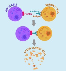 Figure 6. ADCC cell (macrophages and NK - natural killer cells) binds to Fc receptor portion of antibodies bound to the target cells (engineered CAR T-cells expressing cell surface antigen to which Fab portion of administered antibodies bind). http://being-bioreactive.com/2016/10/14/how-to-measure-antibody-dependent-cell-mediated-cytotoxicity-adcc/