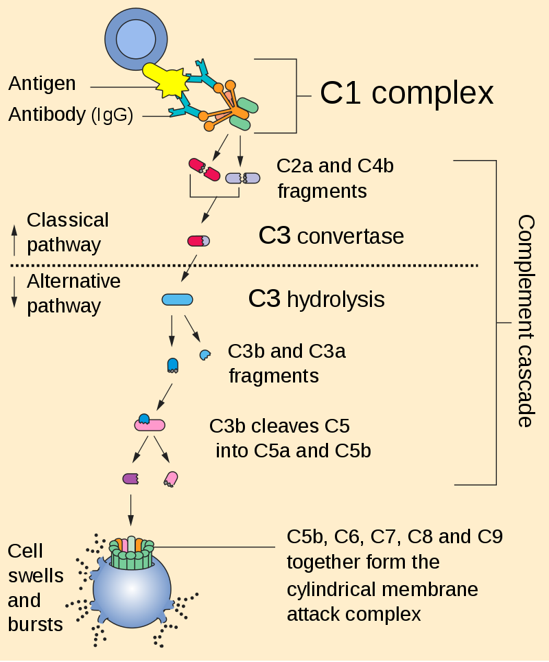 Figure 7. Complement cascade is initiated by the binding of the C1 complex to the Fc portion of the antibody that binds to the antigen expressed on the engineered CAR T-cell. https://en.wikipedia.org/wiki/Complement_system#/media/File:Complement_pathway.svg
