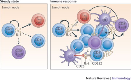 Figure 3. Under steady-state resting conditions, interleukin-2 (IL-2) is mainly produced by CD4+ T cells that are activated by foreign- and self-peptide–MHC class II complexes on dendritic cells (DCs; not shown) in secondary lymphoid organs, such as the lymph nodes. The secreted IL-2 is then consumed at the same site by CD25+ cells, notably regulatory T (TReg) cells, and also by adjacent activated CD4+ and CD8+ T cells. During an immune response, activated DCs home to the draining lymph nodes, where activated CD4+ and CD8+ T cells produce large amounts of IL-2. IL-2 is then consumed by CD25+ effector T cells and TReg cells. Activated DCs express CD25 on their cell surface; such CD25 molecules might bind to either T cell- or DC-derived IL-2 for trans-presentation to neighbouring CD25low effector CD4+ T cells (and perhaps also CD8+ T cells) early during T cell activation, before the T cells express high levels of CD25. γc, common cytokine receptor γ-chain. http://www.nature.com/nri/journal/v12/n3/fig_tab/nri3156_F1.html