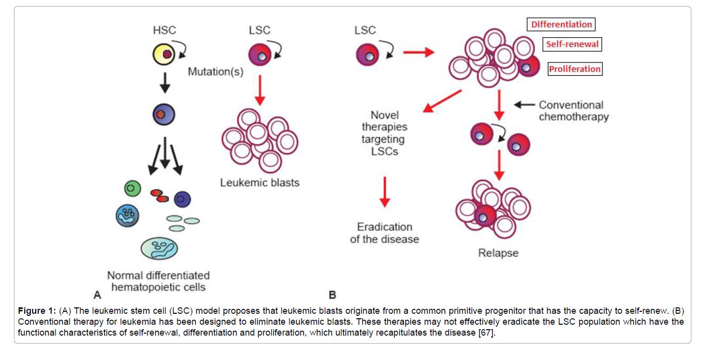 Figure 2. Adhra Al-Mawali, Leukemic Stem Cells Shows the Way for Novel Target of Acute Myeloid Leukemia Therapy (2013). (A) The leukemic stem cell (LSC) model proposes that leukemic blasts originate from a common primitive progenitor that has the capacity to self-renew. (B) Conventional therapy for leukemia has been designed to eliminate leukemic blasts. These therapies may not effectively eradicate the LSC population which have the functional characteristics of self-renewal, differentiation and proliferation, which ultimately recapitulates the disease. https://www.omicsonline.org/leukemic-stem-cells-shows-the-way-for-novel-target-of-acute-myeloid-leukaemia-therapy-2157-7633.1000151.php?aid=18370