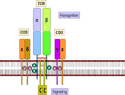 Figure 2. T-cell receptor and CD3 accessory molecule. The receptor for antigens on the T cell surface comprises eight proteins. (a) Two disulfide-bonded chains of the T cell receptor which form a heterodimer. These recognize peptides associated with MHC molecules. (b) Four chains, collectively termed CD3, that associate with the T cell receptor dimer and participate in its transport to the surface of the cell. The CD3 complex together with the zeta chains, which form a homodimer, transduce the signal after antigen has bound http://www.microbiologybook.org/bowers/mhc.htm