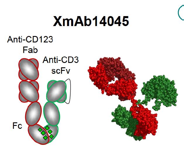 Figure 3. The structure of bispecific antibody XmAb14045 containing an anti-CD3 binding domain and an anti-CD123 binding domain in the variable region. The Fc constant region is modified to enhance binding of NK cells and macrophages and to improve serum half-life. https://www.researchgate.net/publication/307509940_Immunotherapy_with_Long-Lived_Anti-CD123_Anti-CD3_Bispecific_Antibodies_Stimulates_Potent_T_Cell-Mediated_Killing_of_Human_AML_Cell_Lines_and_of_CD123_Cells_in_Monkeys_A_Potential_Therapy_for_Acute_My