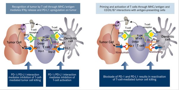 Figure 4. INF-κB indicates nuclear factor-Kappa B; IFNy, interferon gamma; IFNyR, interferon-gamma receptor; MHC, major histocompatibility complex. Adapted from Nourkeyhani H, George S. J Targeted Ther Cancer. 2014;3(5):46-50. www.targetedonc.com. - See more at: http://www.onclive.com/publications/oncology-live/2015/january-2015/pd-1-pathway-blockade-may-shape-the-future-of-hodgkin-lymphoma-therapy#sthash.qcie9ouY.dpuf