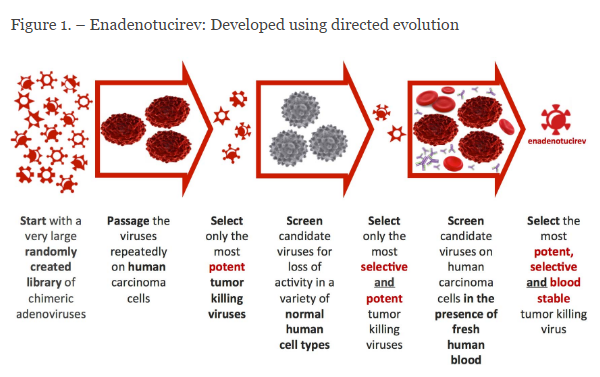 Figure 1. Natural Selection process for identifying oncolytic viruses with the greatest therapeutic window. http://psioxus.com/technology-products/enadenotucirev/
