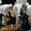 The Rise of A Deadly New Strain of Bird Flu: Has China Handled This Properly So Far? Yanzhong Huang, Editor Senior Fellow for Global Health, Council on Foreign Relations This is a cross-post with CFR’s Asia Unbound Blog. China has long been perceived as the epicenter of...