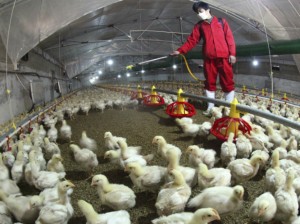 An employee sprays to sterilize a poultry farm in Hemen township, Jiangsu province (Stringer/Courtesy Reuters).