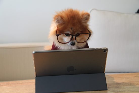 Dog in front of iPad wearing glasses