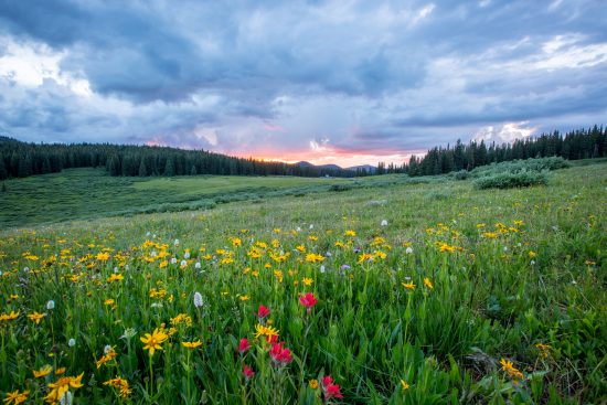 Open field with color flowers and trees in the horizon before meeting the cloudy sky