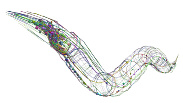 C. elegans 3D model