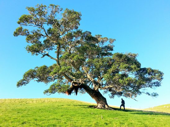 Big tree on grass with blue sky in the background