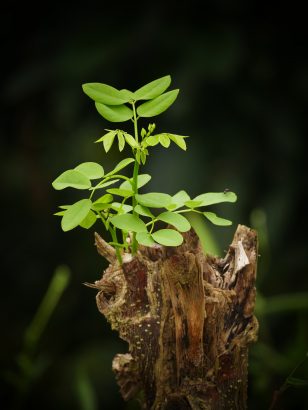 Plant growing out of a tree hump