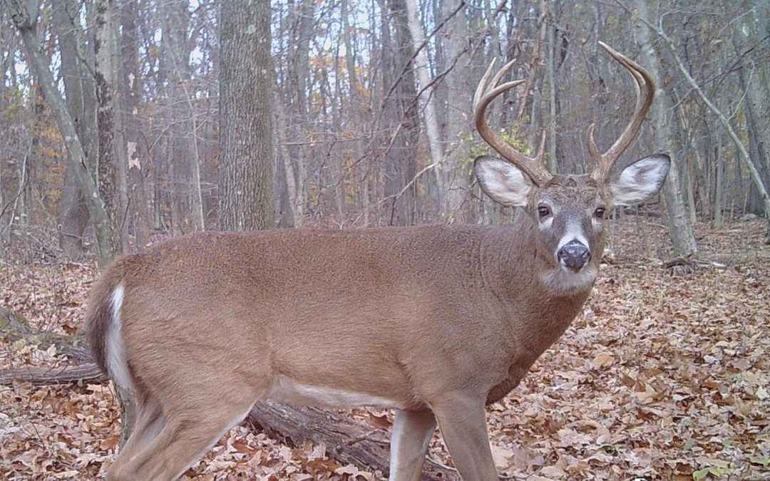 The Majestic Whitetail Buck Rules His World