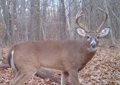 The Majestic Whitetail Buck Rules His World
