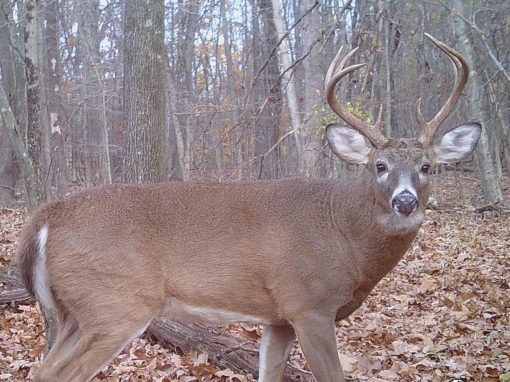 The Majestic Whitetail Buck Rules His World