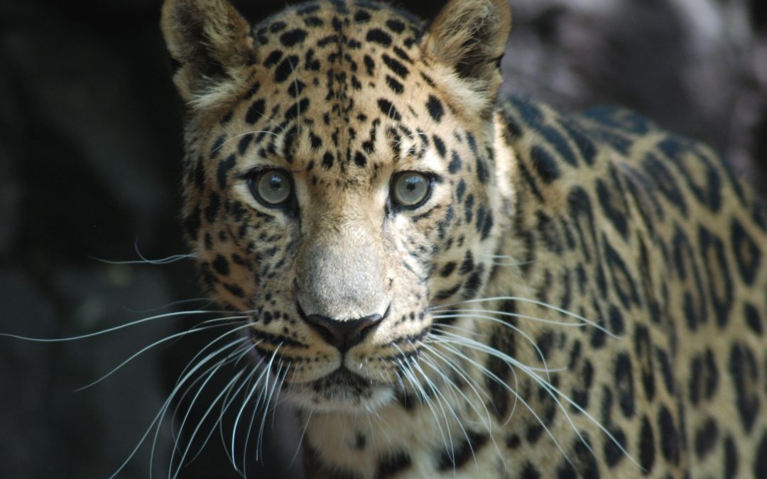 A Day at the Philadelphia Zoo