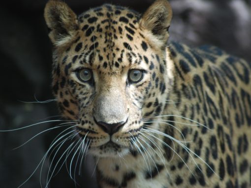 A Day at the Philadelphia Zoo