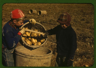 Children gathering potatoes on a large farm