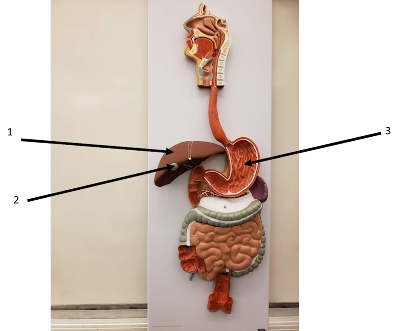 Overview of the digestive system