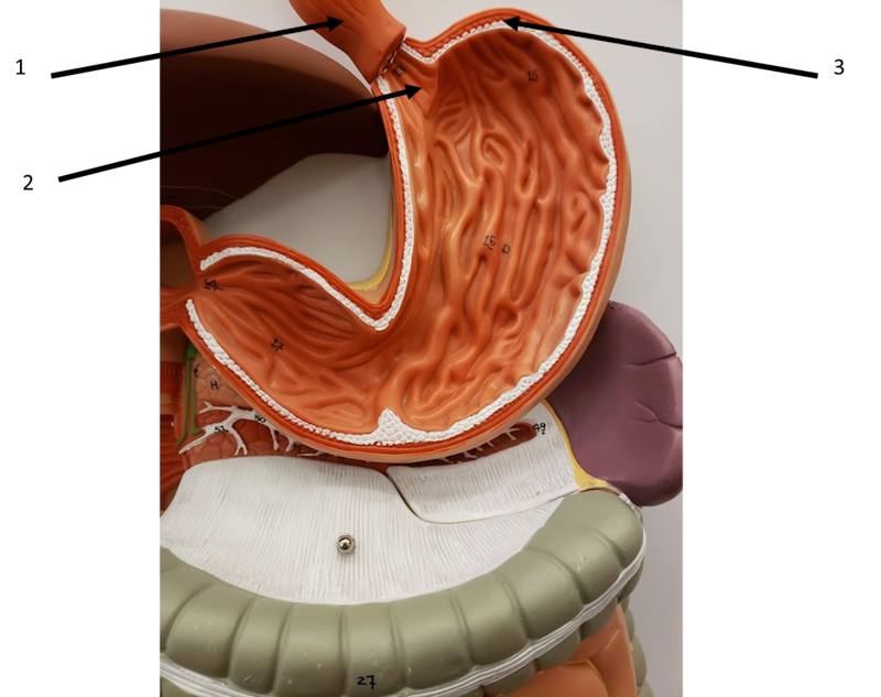 esophagus and regions of the stomach