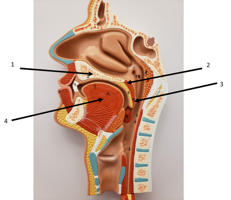 The Mouth and the Pharynx diagram