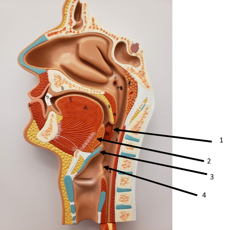 Mouth and the Pharynx