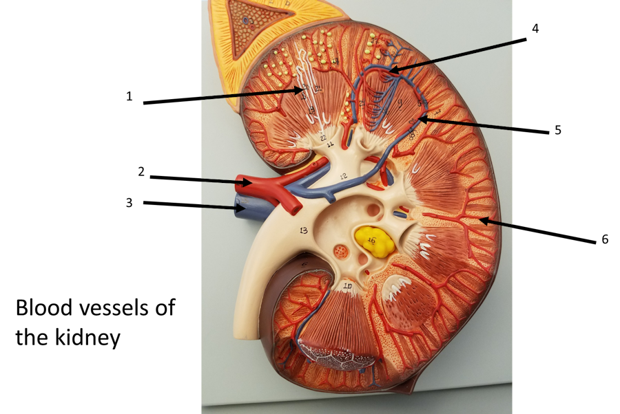Blood vessels of the kidney
