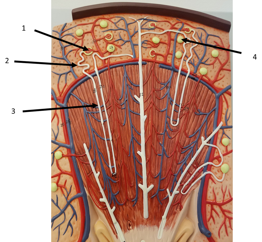 Kidney Structures