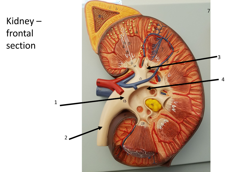 Kidney - Frontal Section image 3