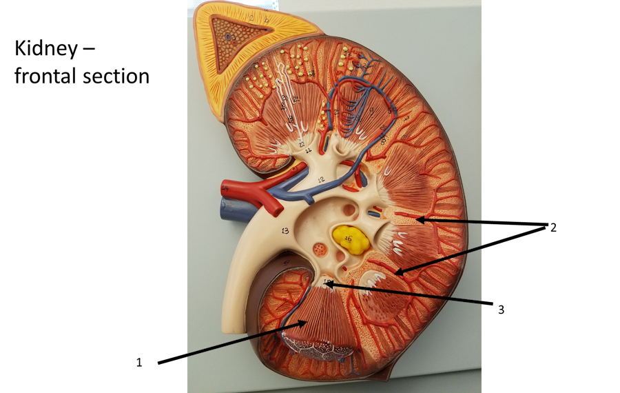 Kidney - Frontal