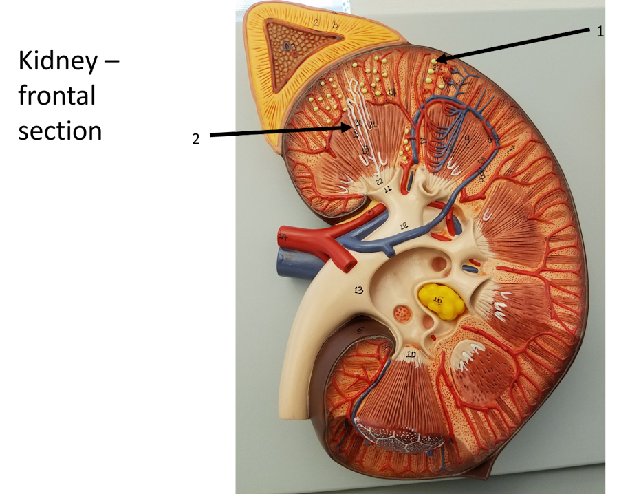 Kidney - Frontal Section image