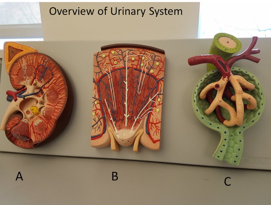 Overview of the Urinary System image