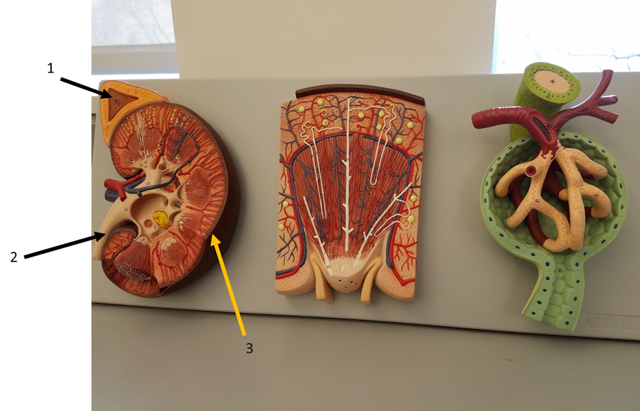 Overview of the kidney part 2 image