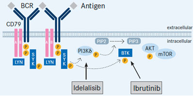 kinase antibodies lymphoma monoclonal inhibitors pi3k