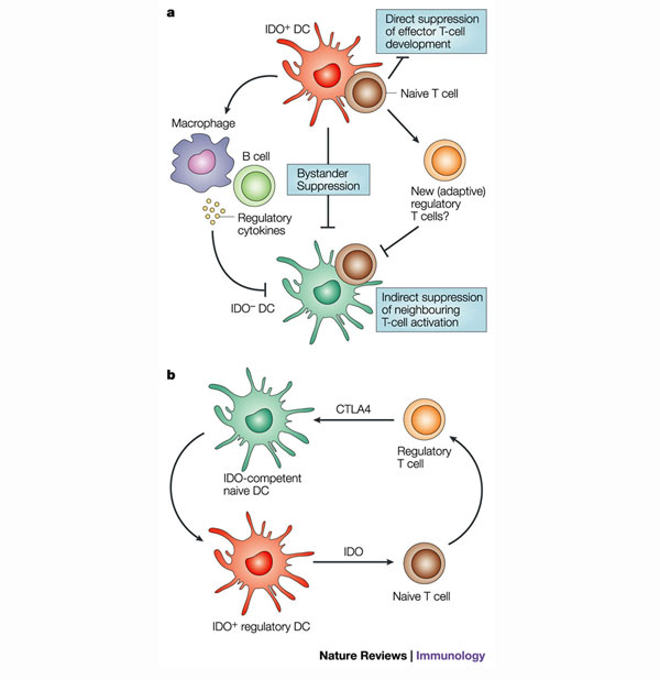 IDO inhibition in cancer immunology | Cancer Biology