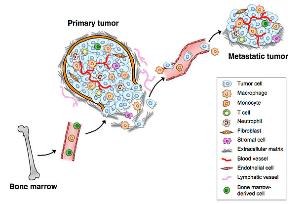 joyce-lab-webpage-figure-13.jpg