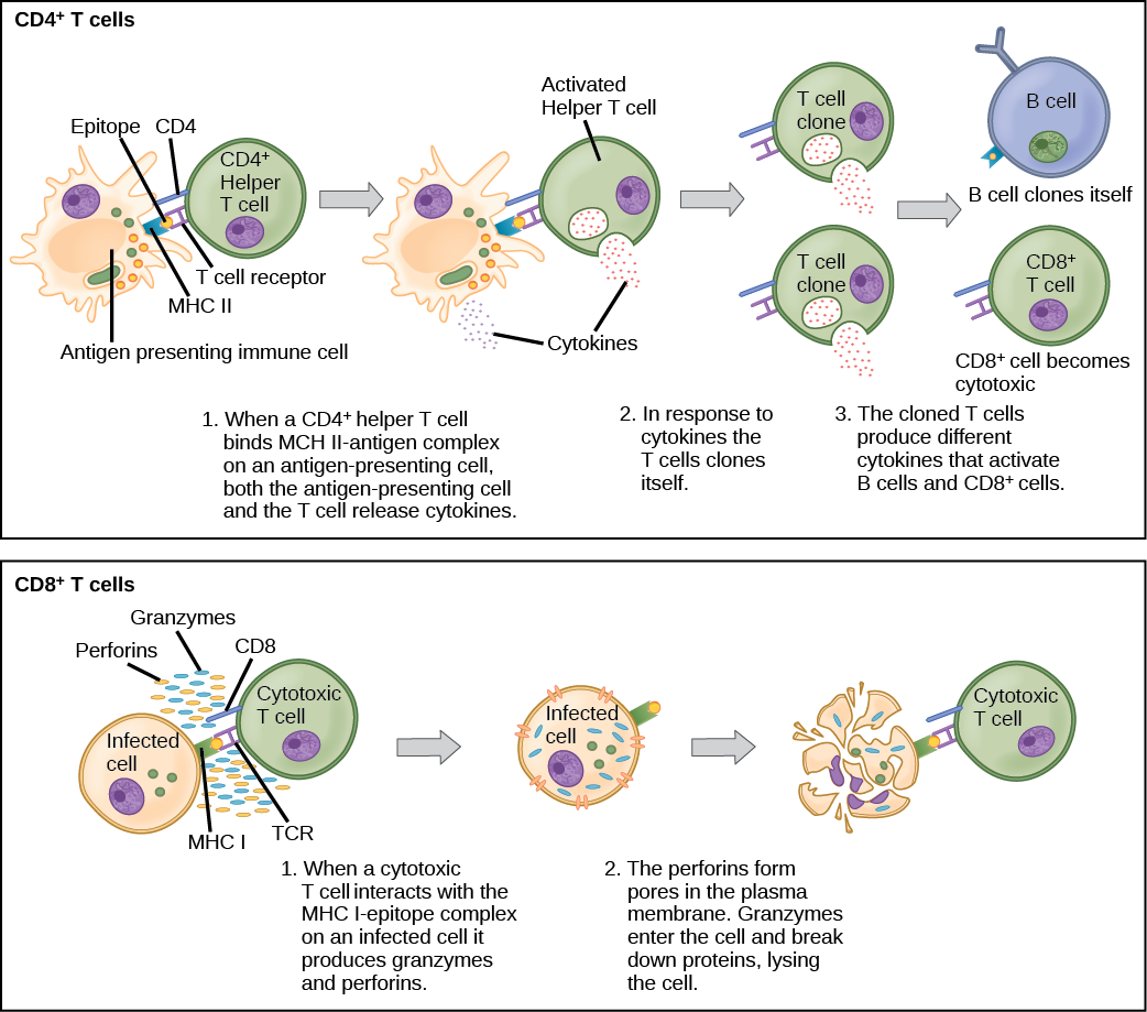 Imaginab’s Minibodies For Cd8 T Cell Targeting Select Optimal