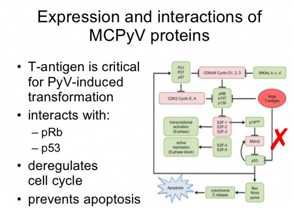 PD-L1 Inhibitor, avelumab, approved for Merkel cell ...