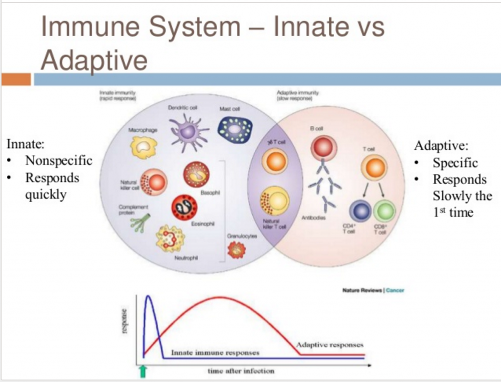 Overview Of The Immune System Biology Of The Immune System Merck | Hot ...