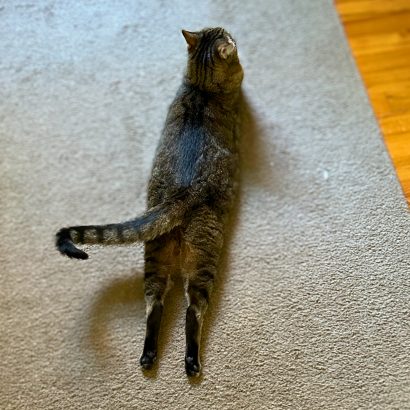 My tabby cat, Olive, splooting
