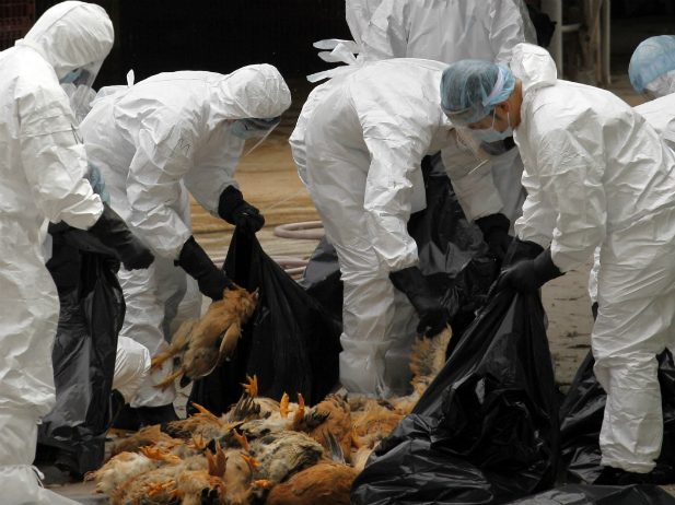 The Rise of A Deadly New Strain of Bird Flu: Has China Handled This Properly So Far?