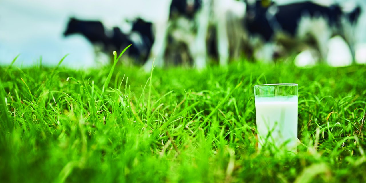 Got Milk? Remarkably, the Answer Was Yes