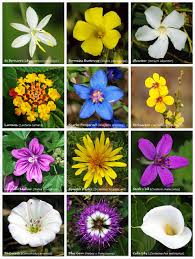 Outdoor Aesthetics in Abundance – Agriculture, Gardening, Nature, and Related Resources